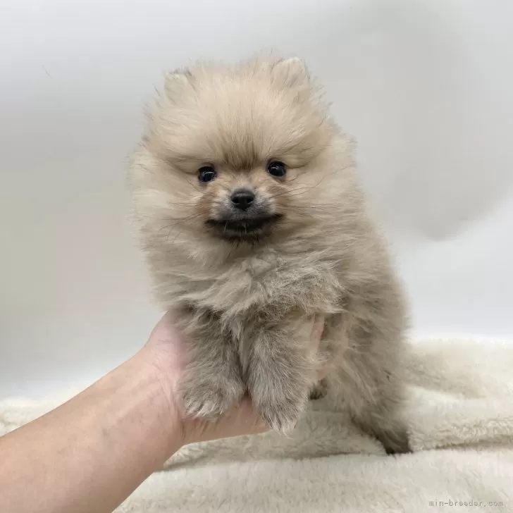 ID：2411-07167の子犬