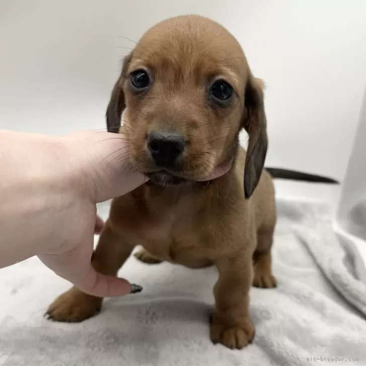 ID:2501-03509の子犬