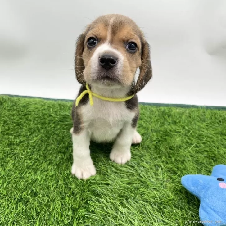 ID:2504-00433の子犬