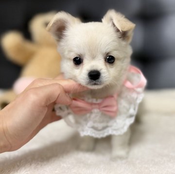 チワワ(ロング)【愛知県・女の子・2025年10月10日・クリーム】の写真「かわいいクリームカラー🍦12/7まで」