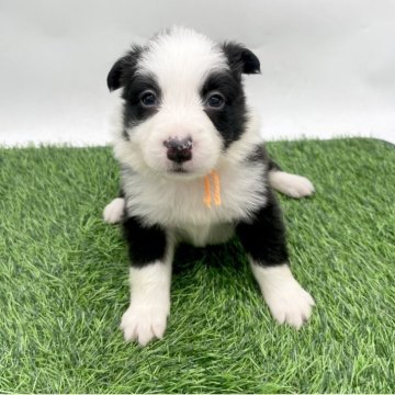 ボーダーコリー【愛知県・女の子・2025年10月25日・ブラック&ホワイト】の写真「12/21までご見学可能です✨」