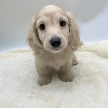 ミニチュアダックスフンド(ロング)【愛知県・男の子・2024年10月20日・イエロー】の写真「とても可愛い両親から産まれました🎶」