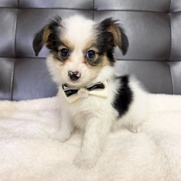 パピヨン【愛知県・男の子・2025年10月1日・トライ】の写真「しっぽフリフリ人懐っこくパピヨンちゃんです🐾」