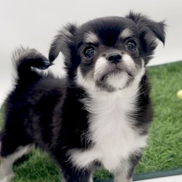 チワワ(ロング)【愛知県・男の子・2025年8月23日・ブラックタンホワイト】の写真「毛色のコントラストが美しい🤍🖤」