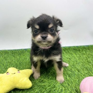 チワワ(ロング)【愛知県・女の子・2025年8月24日・ブラックタン】の写真「室内飼いにぴったり🫶」