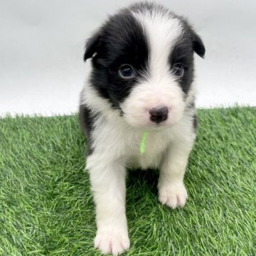 ボーダーコリー【愛知県・男の子・2025年10月25日・ブラック&ホワイト】の写真「12/21までご見学可能です✨」