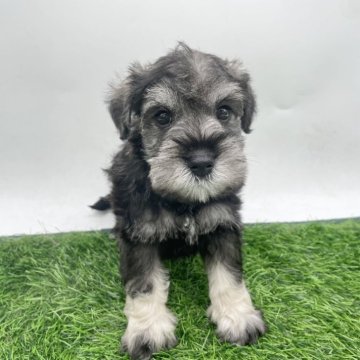 ミニチュアシュナウザー【愛知県・男の子・2025年9月28日・ソルト&ペッパー】の写真「11/23まで見学可能です✨」