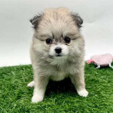 ポメチワ(ポメラニアン×チワワ)【愛知県・女の子・2025年9月17日・セーブルホワイト】の写真「フワフワ天使のチワポメ🪽🐾11/15まで」