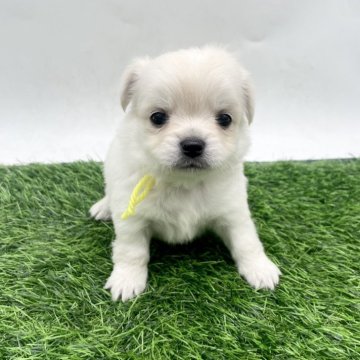 チワワ(ロング)【愛知県・女の子・2025年10月10日・クリーム】の写真「かわいいクリームカラー🍦12/7まで」