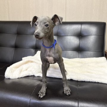 イタリアングレーハウンド【愛知県・男の子・2025年9月11日・ブルー&ホワイトマーキングス】の写真「可愛いお顔の男の子✨11/9まで」