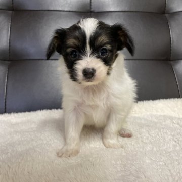 パピヨン【愛知県・女の子・2025年10月1日・トライ】の写真「人懐っこくて甘えん坊なパピヨンちゃんです🐾」