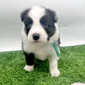 ボーダーコリー【愛知県・男の子・2025年10月3日・ブラック&ホワイト】の写真「ご縁が繋がりやすいよう今だけ特別な価格にしています」