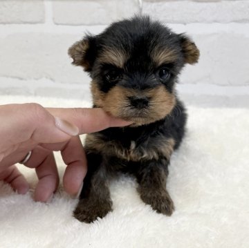 ヨークシャーテリア【愛知県・男の子・2024年10月27日・スチールブルータン】の写真「かわいい男の子✨」