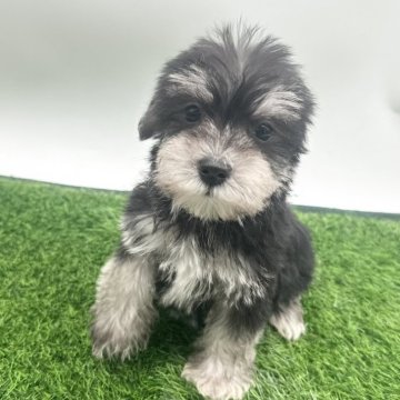 ミックス(マルチーズ×ミニチュアシュナウザー)【愛知県・男の子・2025年2月22日・ブラック&シルバー】の写真「優しいお顔の男の子です🩵」