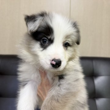 ボーダーコリー【愛知県・男の子・2025年10月3日・ブルーマール】の写真「甘えん坊でおっとりした僕です🩵 11/30まで」