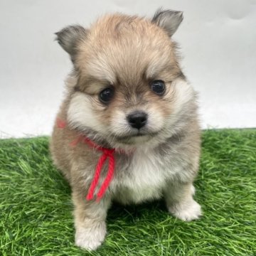 ポメチワ(ポメラニアン×チワワ)【愛知県・女の子・2025年10月9日・オレンジ】の写真「ふわふわ☁️かわいい女の子🎀12/7まで」