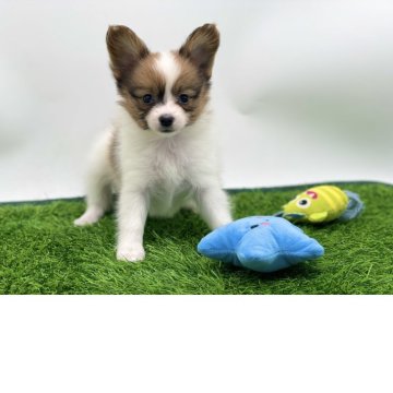 パピヨン【愛知県・男の子・2025年2月6日・ホワイト&ブラウン】の写真「可愛いお顔の男の子」