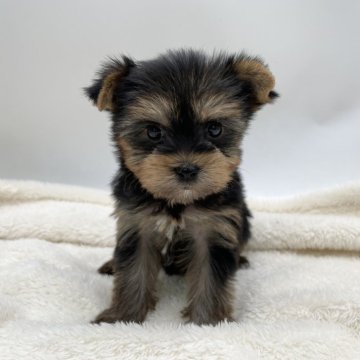 ヨークシャーテリア【愛知県・女の子・2024年10月27日・スチールブルータン】の写真「かわいいお顔だち🎀」