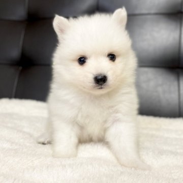 日本スピッツ【愛知県・女の子・2025年10月5日・ホワイト】の写真「人懐っこい🩷ふわふわ女の子🎀12/1まで」