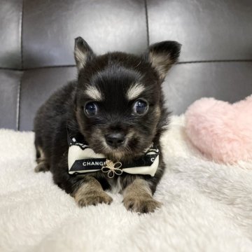 チワワ(ロング)【愛知県・女の子・2025年9月28日・ブラックタン】の写真「見ているだけで癒される♡小さな天使チワワ🪽」