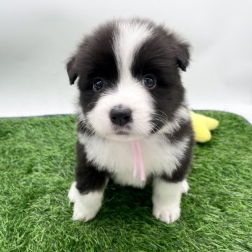 ボーダーコリー【愛知県・女の子・2025年10月3日・ブラック&ホワイト】の写真「整ったお顔に惚れちゃう可愛さ💖11/30まで」