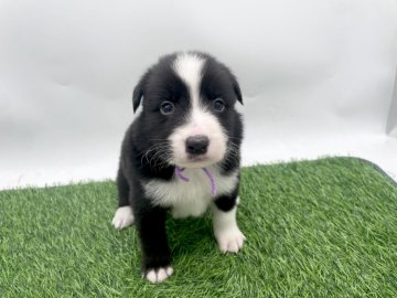 ボーダーコリー【愛知県・男の子・2025年10月25日・ブラック&ホワイト】の写真「12/21までご見学可能です✨」