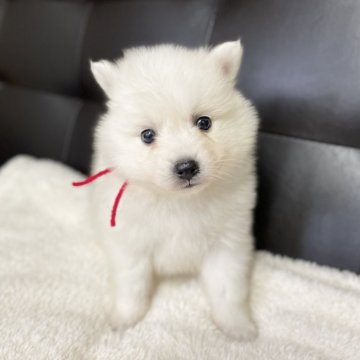 日本スピッツ【愛知県・女の子・2025年10月5日・ホワイト】の写真「人懐っこい🩷ふわふわ女の子🎀12/1まで」