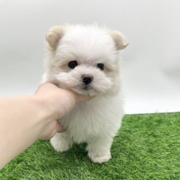 ポメマル(ポメラニアン×マルチーズ)【愛知県・男の子・2025年4月6日・クリーム】の写真「可愛いお顔の僕です🩵」