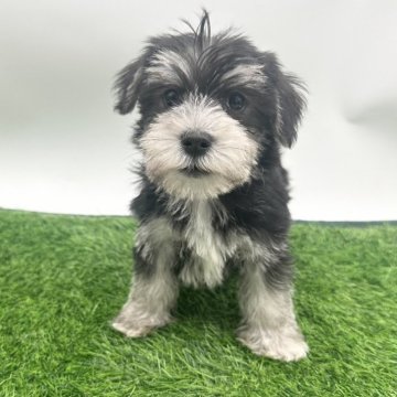 ミックス(マルチーズ×ミニチュアシュナウザー)【愛知県・男の子・2025年2月22日・ブラック&シルバー】の写真「くりくりお目目の男の子です🩵」