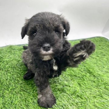 ミニチュアシュナウザー【愛知県・男の子・2025年2月16日・ソルト&ペッパー】の写真「可愛い兄妹です🐶」