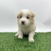ボーダーコリー
