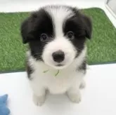 ボーダーコリー