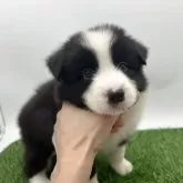 ボーダーコリー