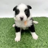 ボーダーコリー