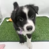 ボーダーコリー