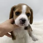 ビーグル