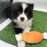 ボーダーコリー