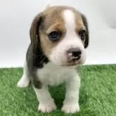 ビーグル