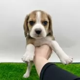 ビーグル