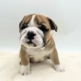 ブルドッグ