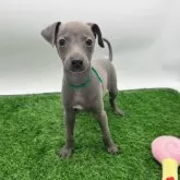 イタリアングレーハウンド