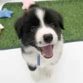 ボーダーコリー