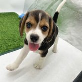 ビーグル
