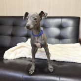 イタリアングレーハウンド