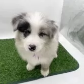 ボーダーコリー