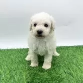 トイプードル(トイ)