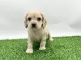 アメリカンコッカースパニエル
