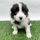 ボーダーコリー