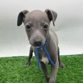 イタリアングレーハウンド