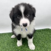 ボーダーコリー